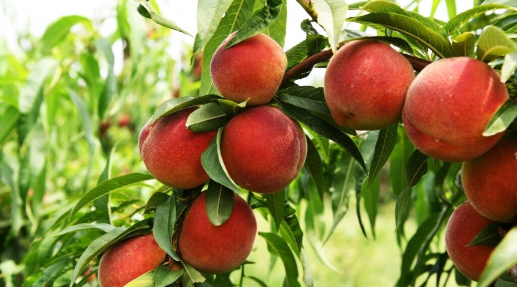 What Is The pH Of Peaches? Are They Acidic Or Alkaline