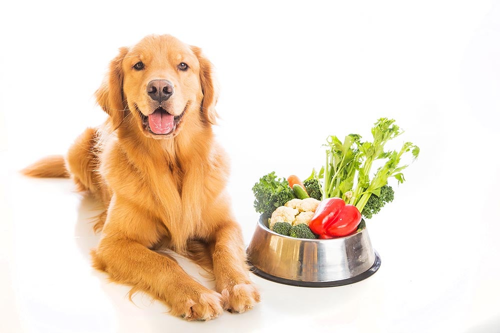 15 Best Fruits And Vegetables For Dogs To Eat 