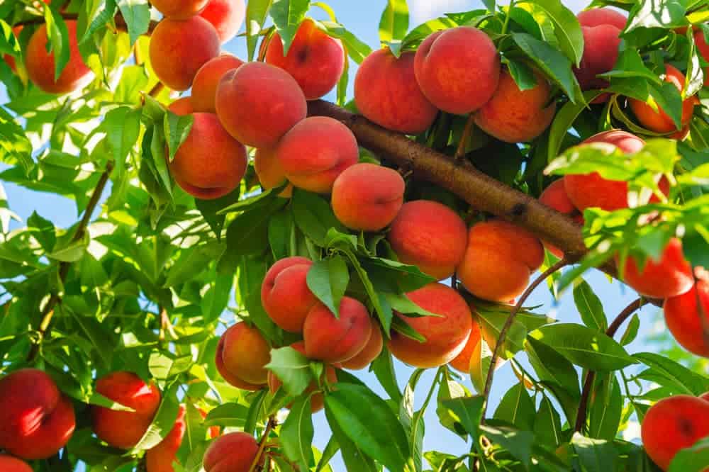 What Is The pH Of Peaches? Are They Acidic Or Alkaline