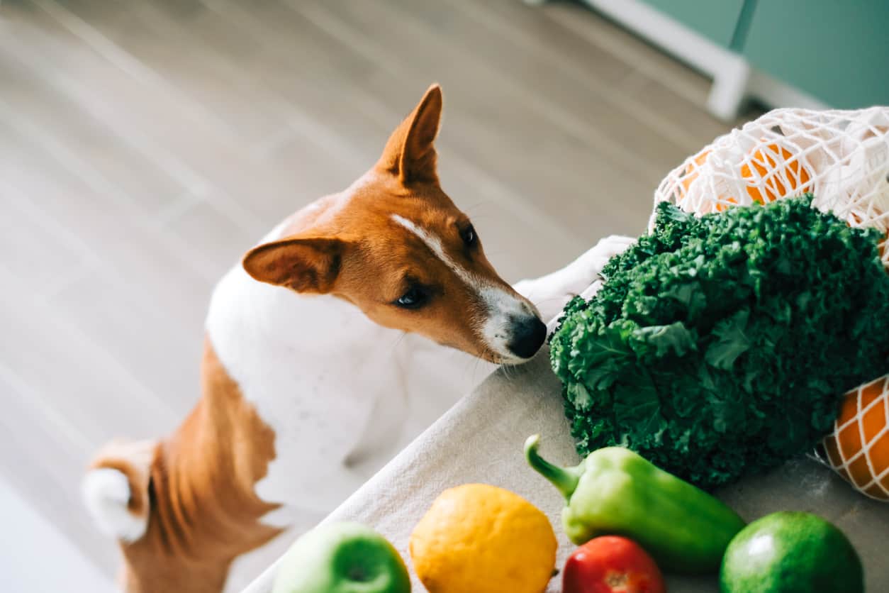 15 Best Fruits And Vegetables For Dogs To Eat